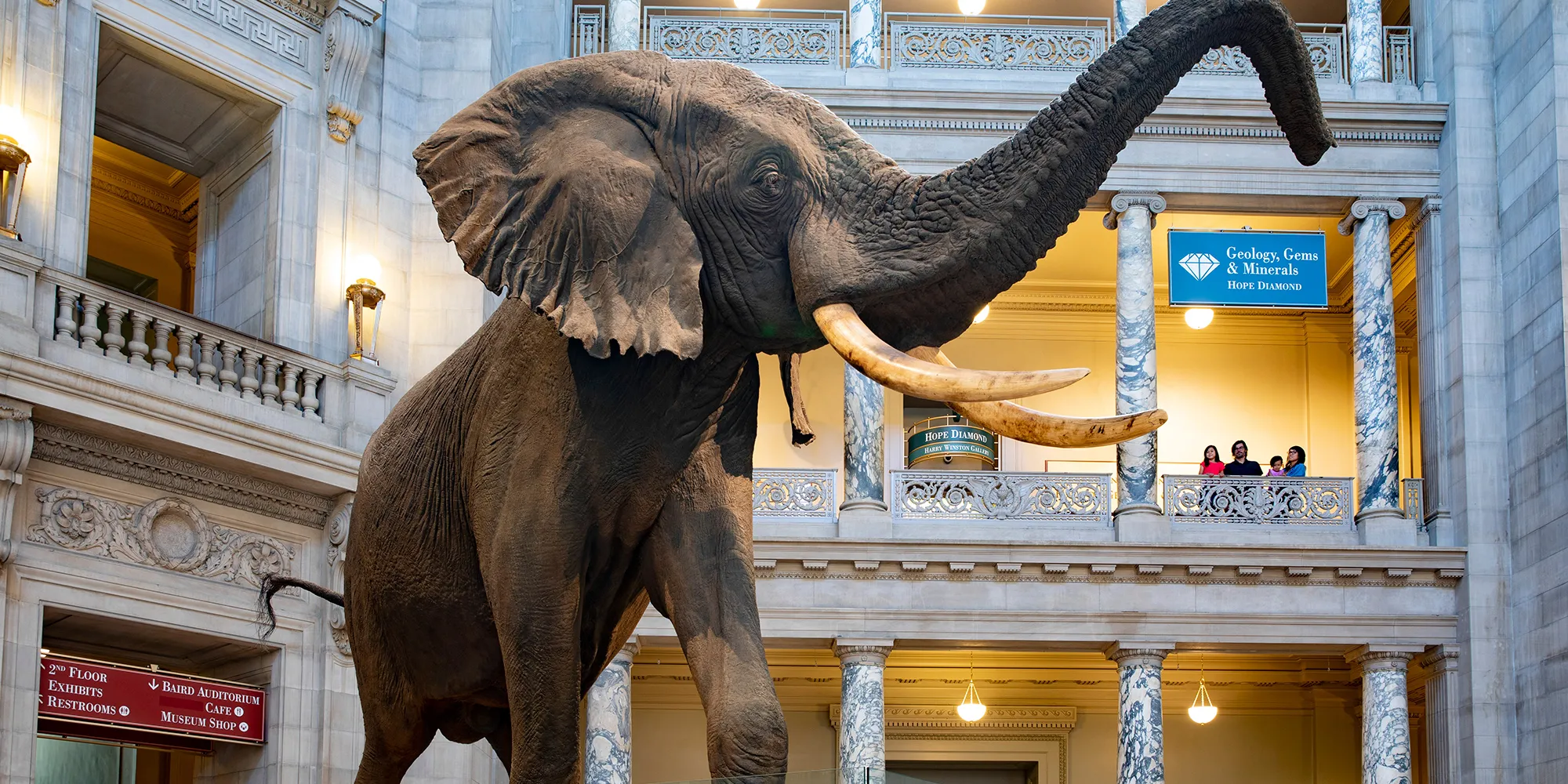 Museo di Storia Naturale 10326: aperti i preordini per il nuovo