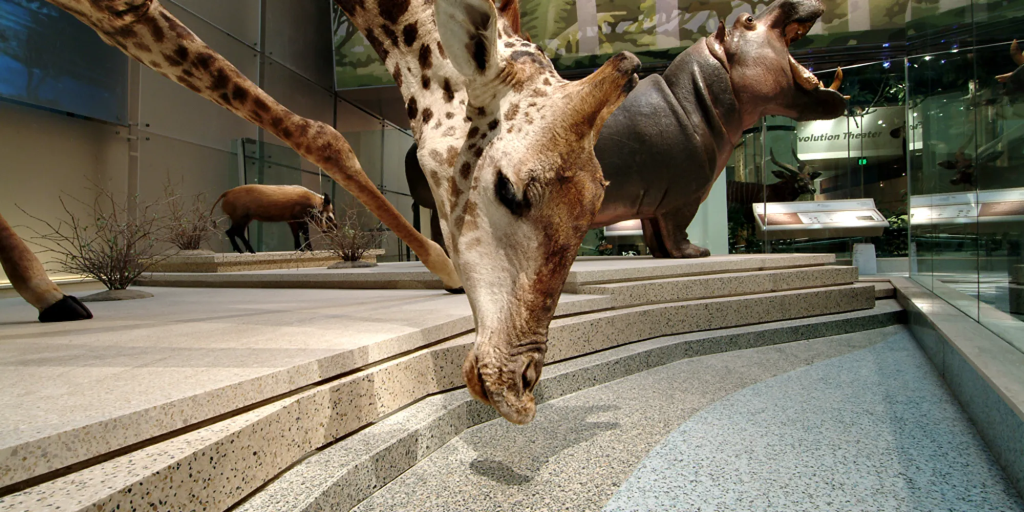 taxidermy Giraffe drinking water in exhibit hall