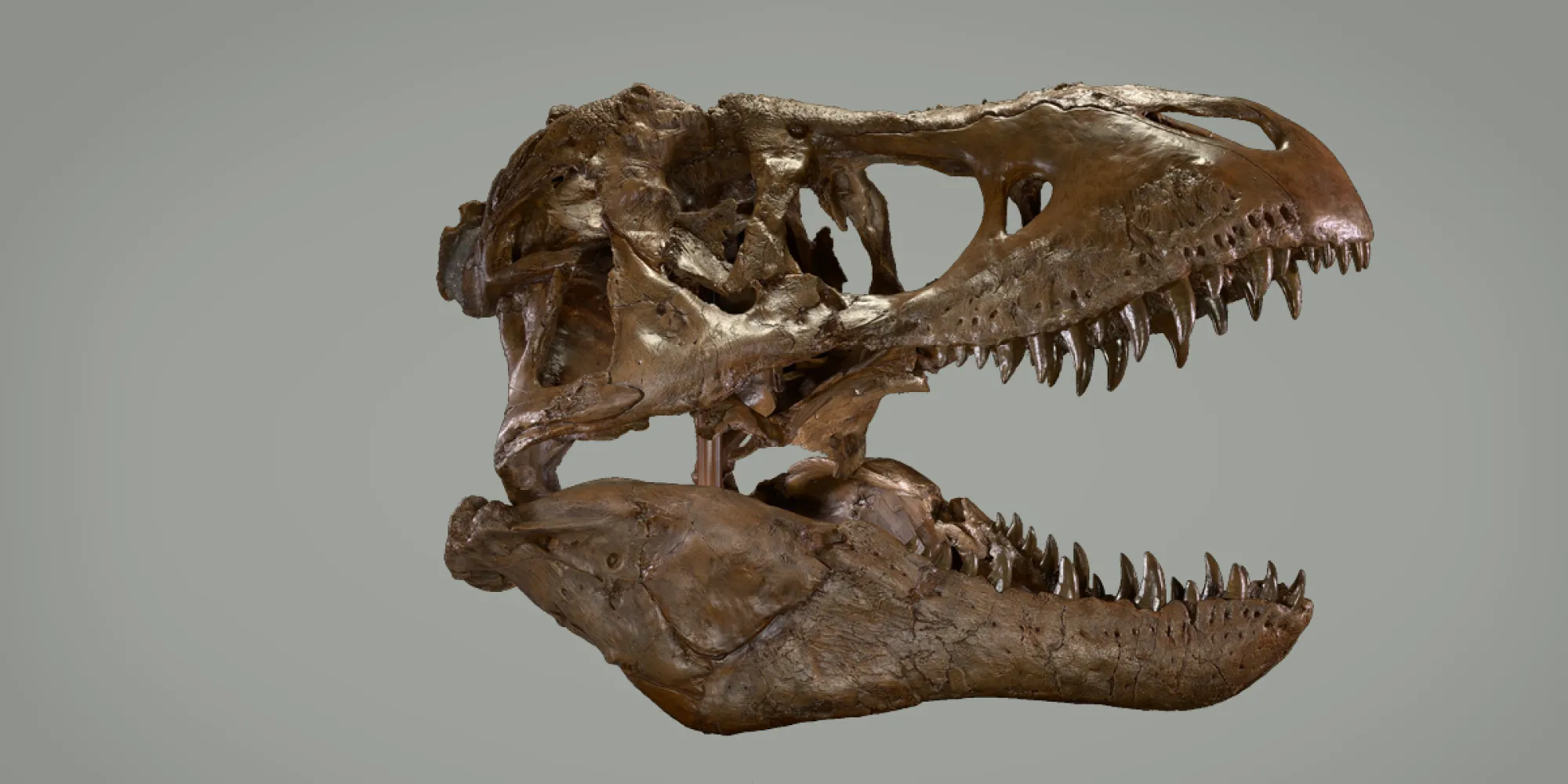 T. rex skull on a grey background