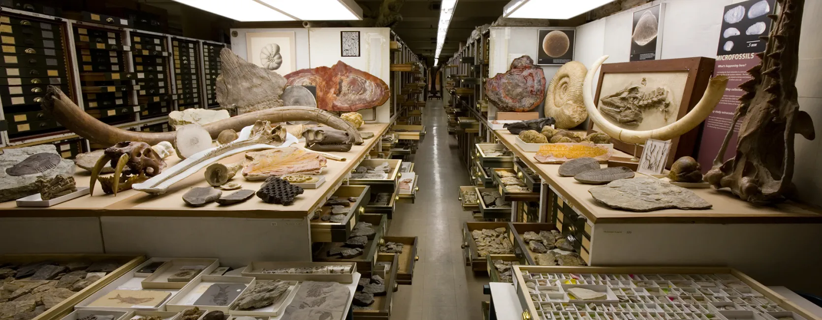 Image depicts an aisle in the paleobiology collections space with many fossils displayed to show the variety and vastness of the collection.