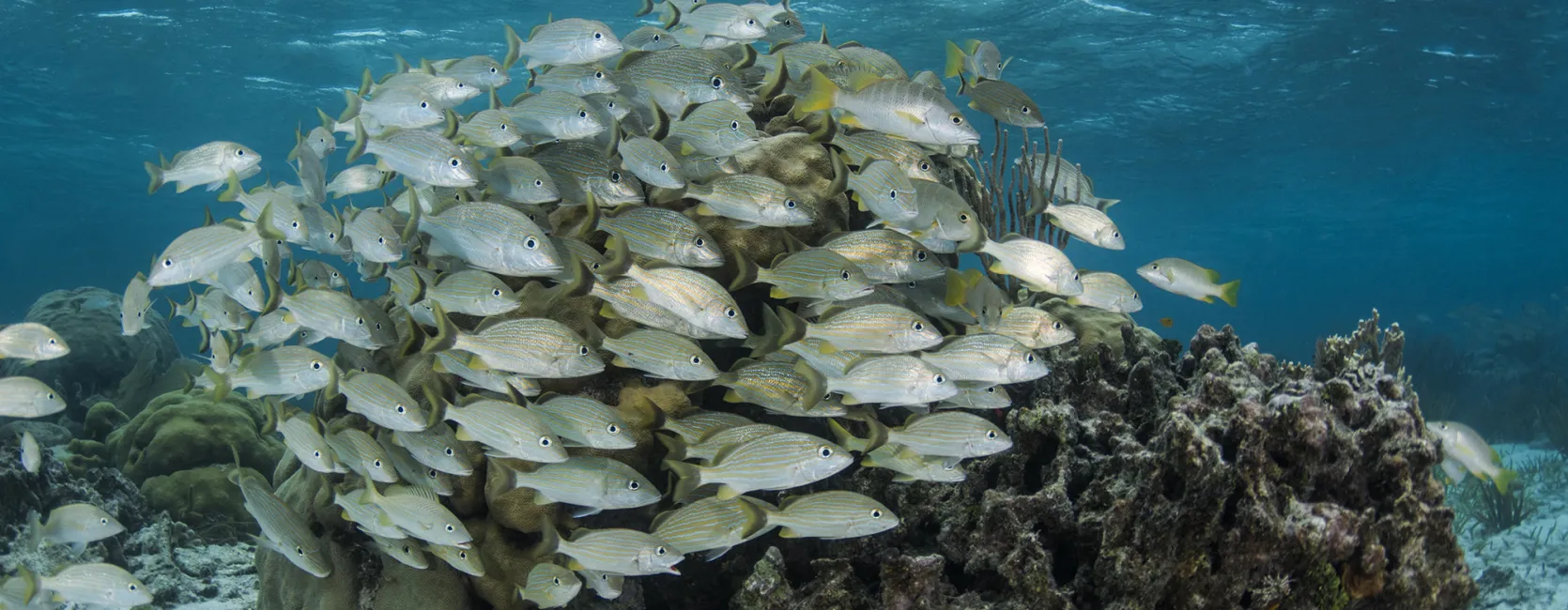 A school of fish on a coral reef. 