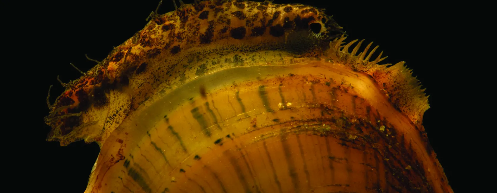 A closeup photo of a freshwater mussel