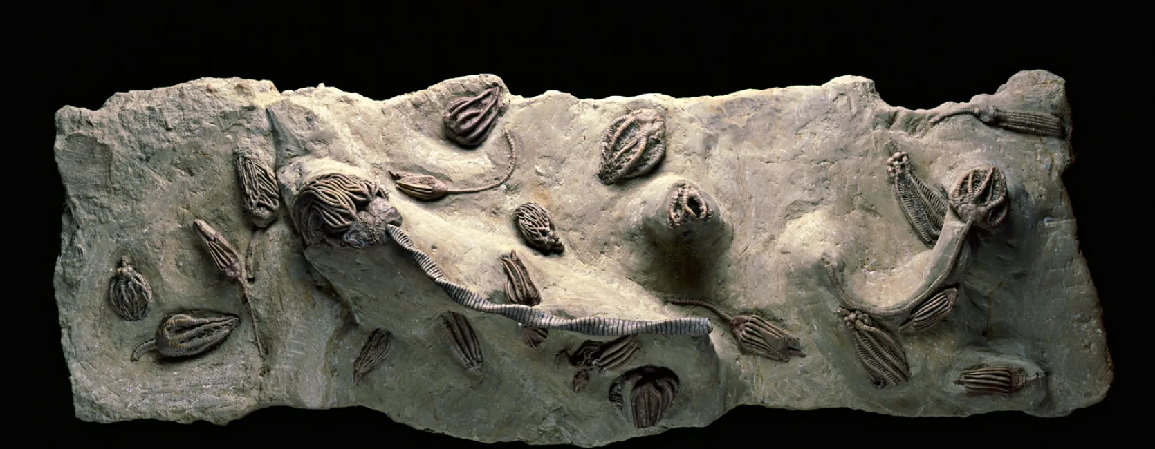 fossil crinoids
