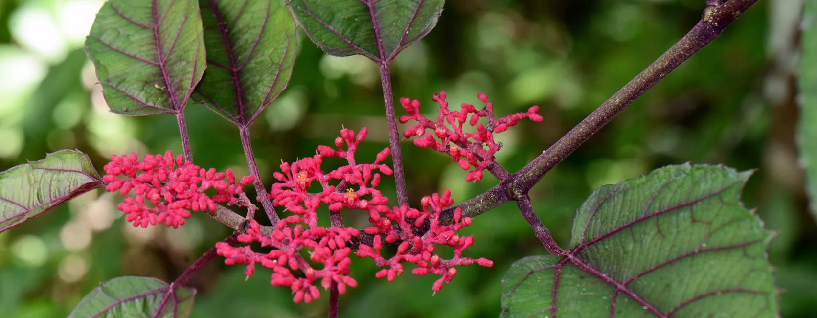 Flora of Puerto Rico and the Virgin Islands