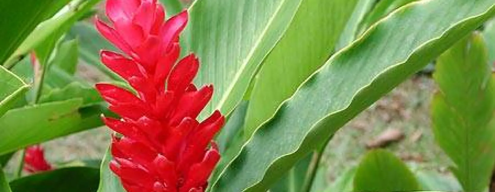 Alpinia purpurata