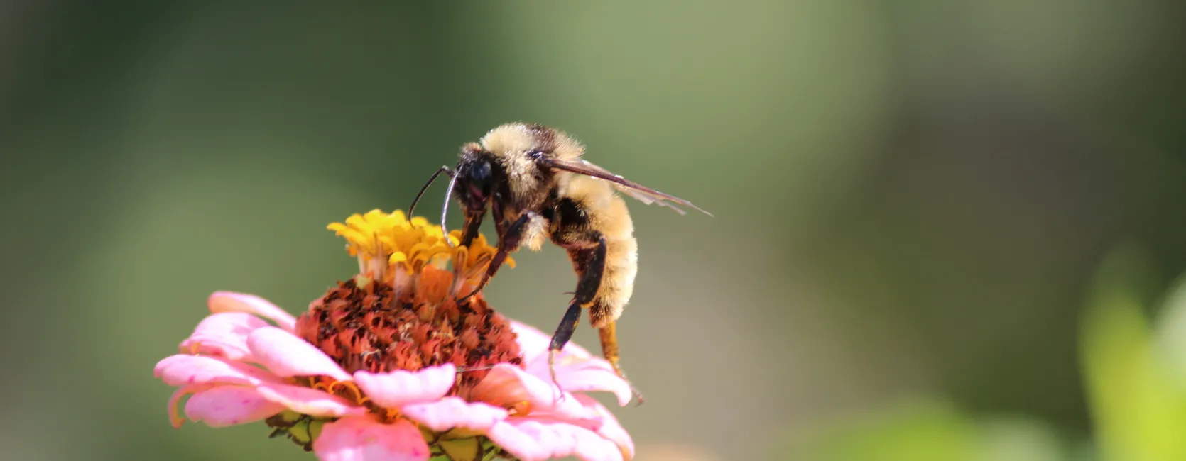 American bumblebee drinking nectar from a pink flower