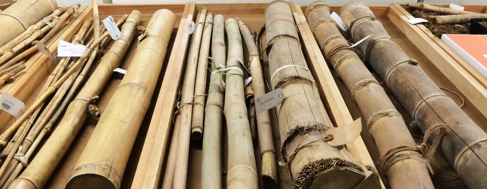Bamboo specimens