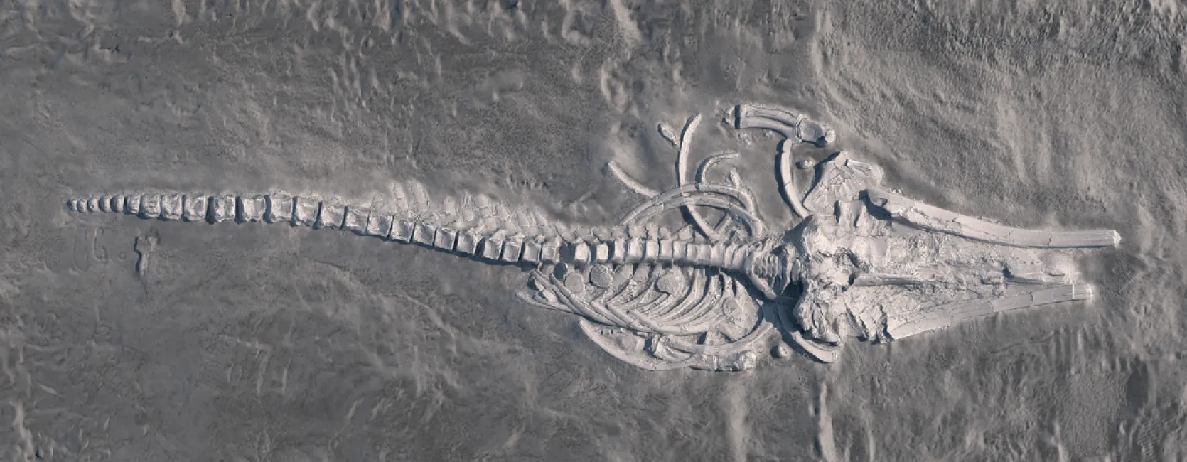 An image of a fossil rorqual whale