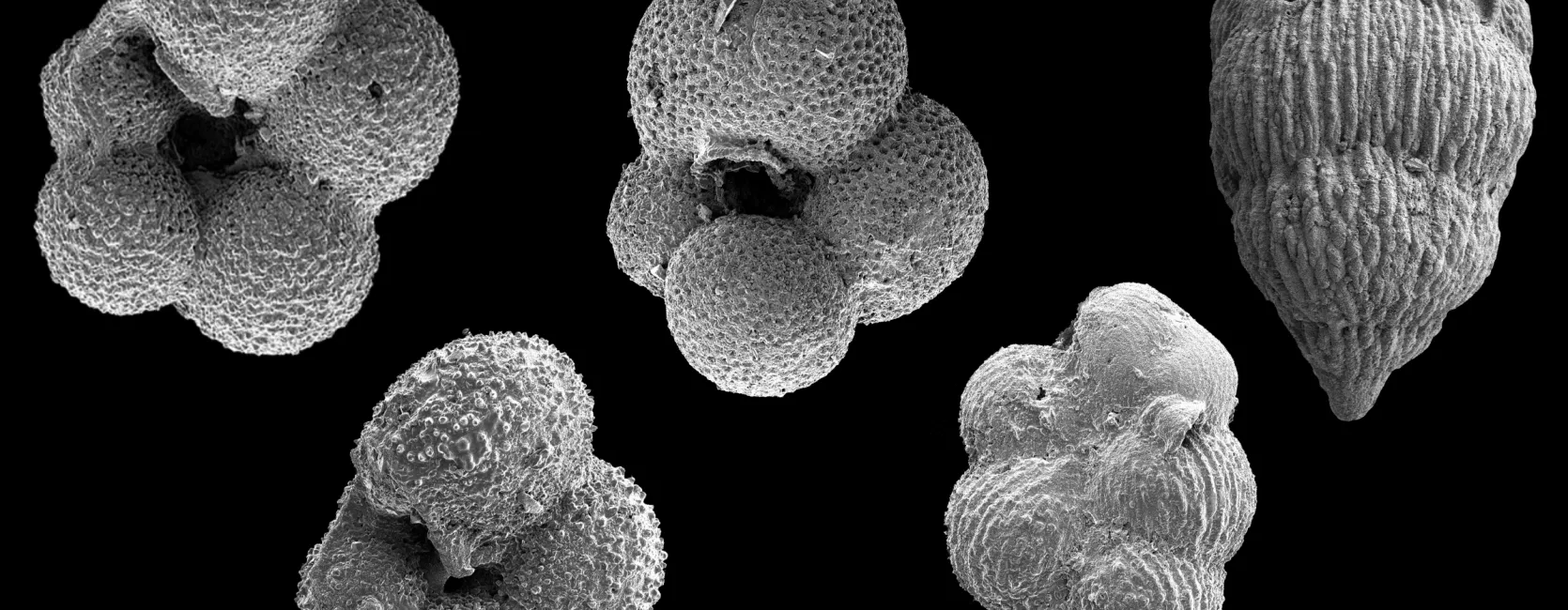image of 5 scanning electron microscope images of foraminifera