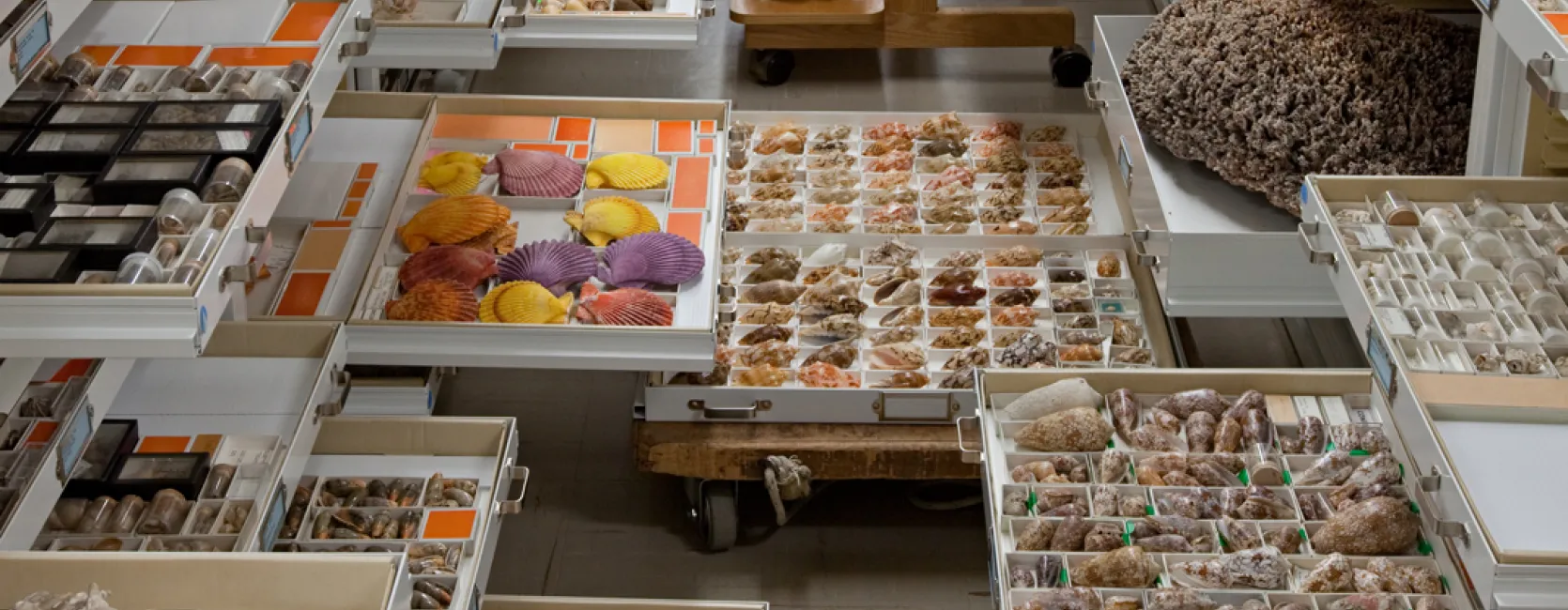 Various collections from the Department of Invertebrate Zoology. 