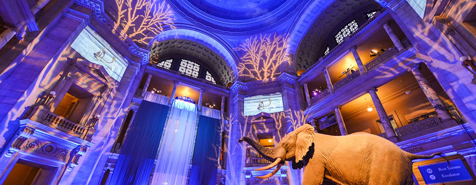 Dramatic upward angled photo of the rotunda with Henry the African Elephant and blue lights transforming the space to an arctic wonderland