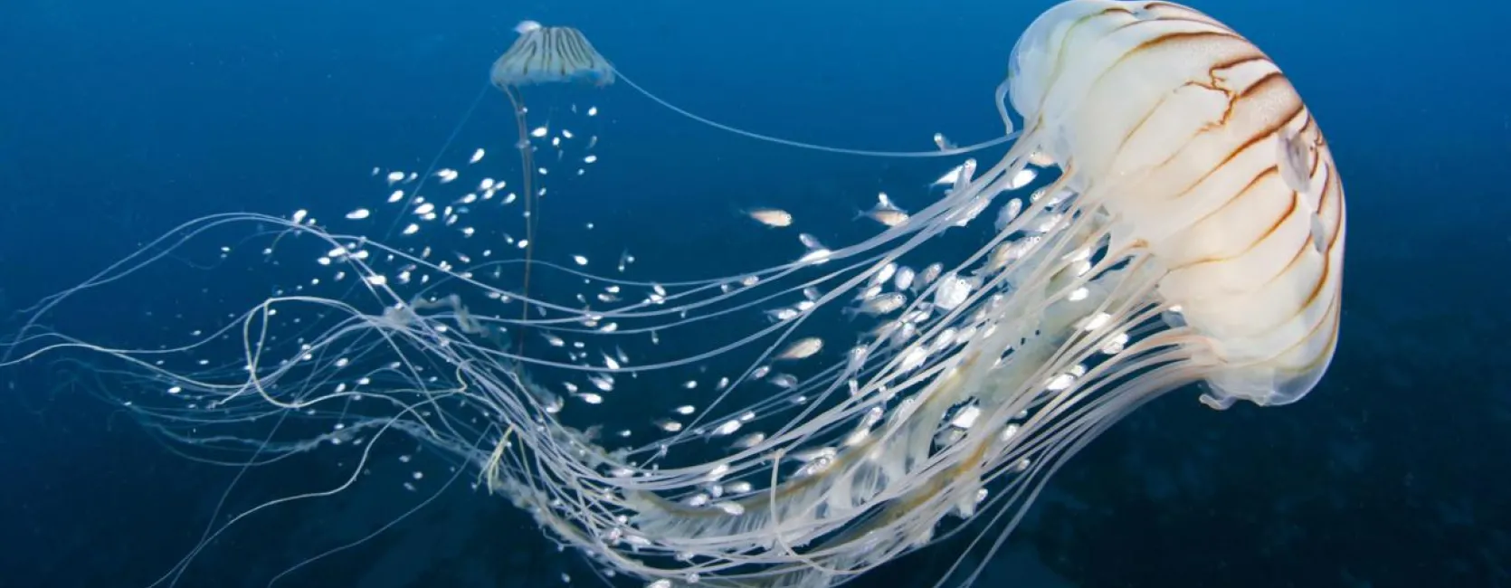 jellyfish in the ocean.