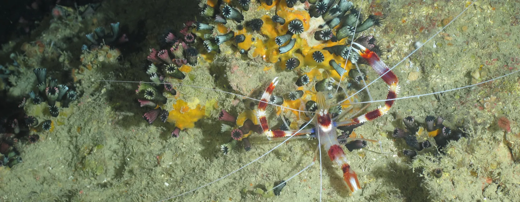 A white and rust-colored shrimp with long arms and antennae sits on top of a cluster of blue, purple and black cup-shaped corals.