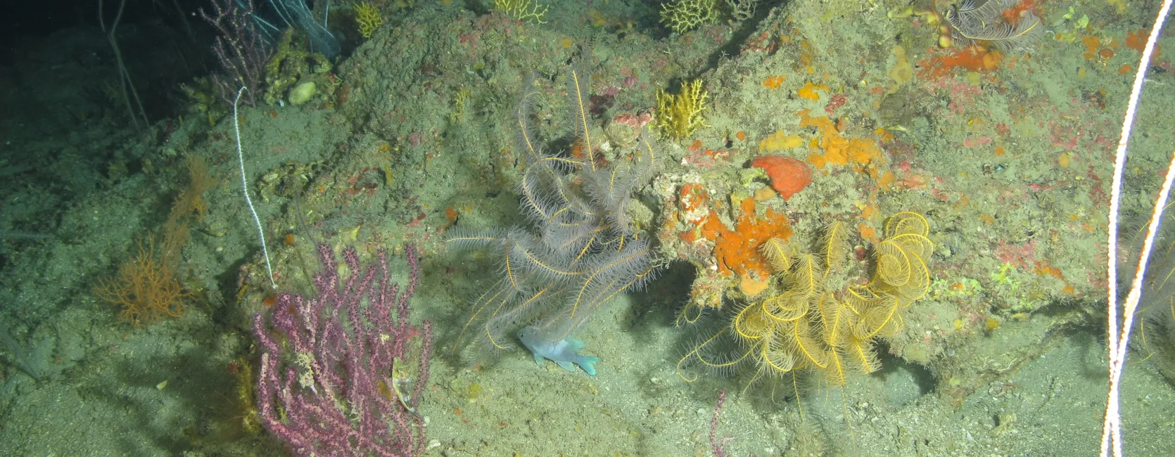 Brownish grey rocks and sand on the dark seafloor are illuminated by a flood light, showing patches of yellow, orange and pink sponges. Purple, white, and yellow soft corals are attached to the rocks, and long feathery arms of crinoids poke out of crevices.
