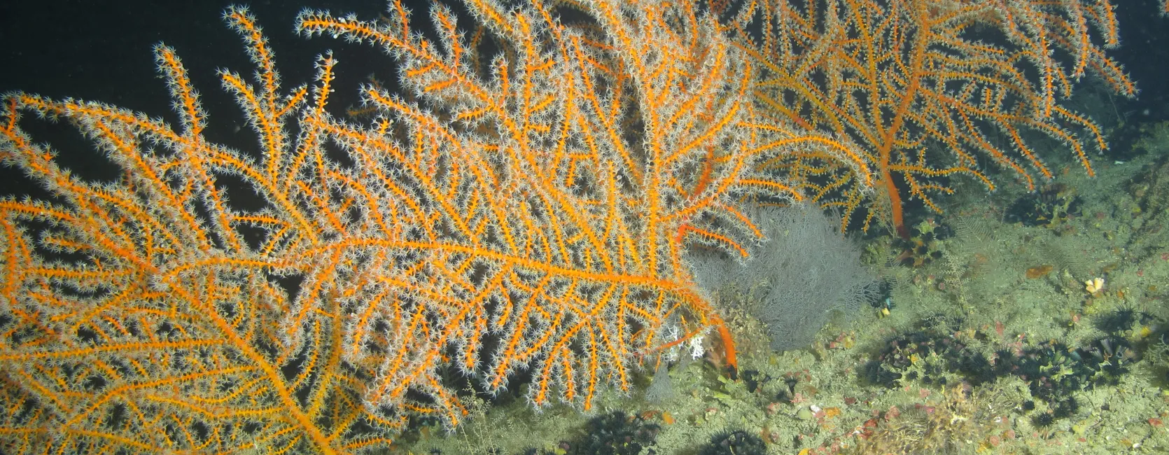 A cluster of orange branching soft corals growing against a black background of the deep sea floor.