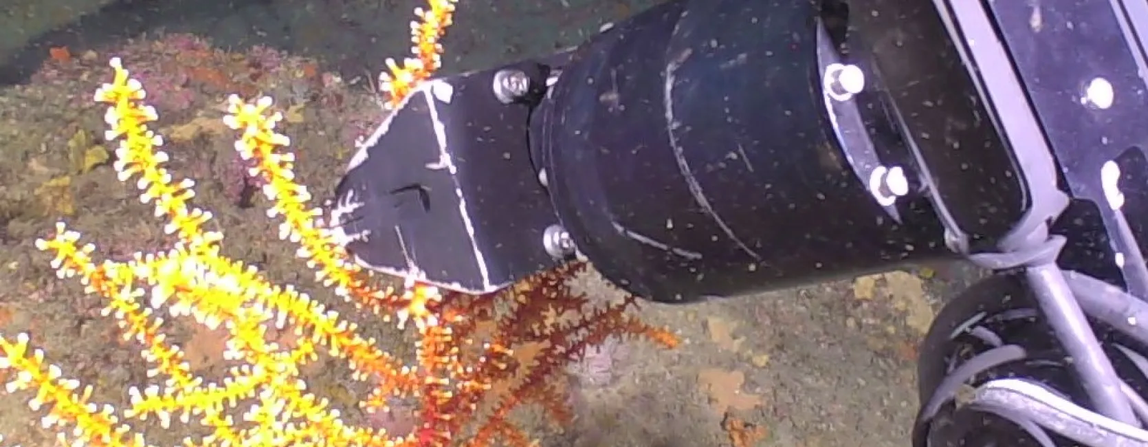 The robotic arm of an underwater remotely operated vehicle selects a branch from a bright orange coral colony growing on a rock in the deep sea