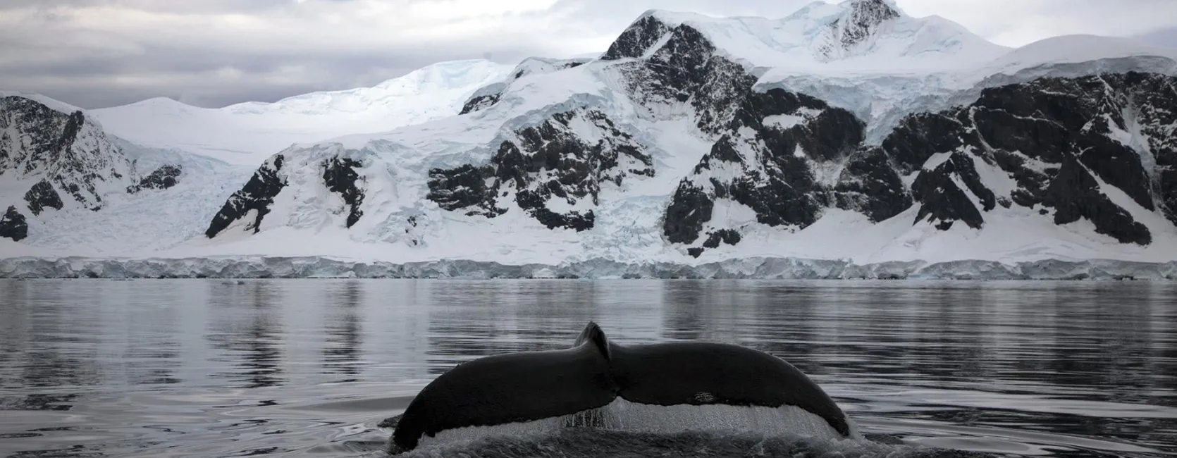 A whale tale in front of Antarctic landscape. 