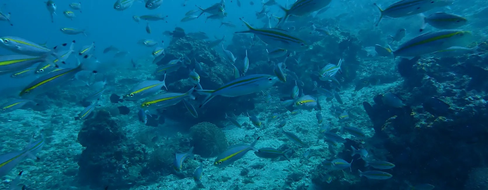 School of unidentified fish swimming in a reef.