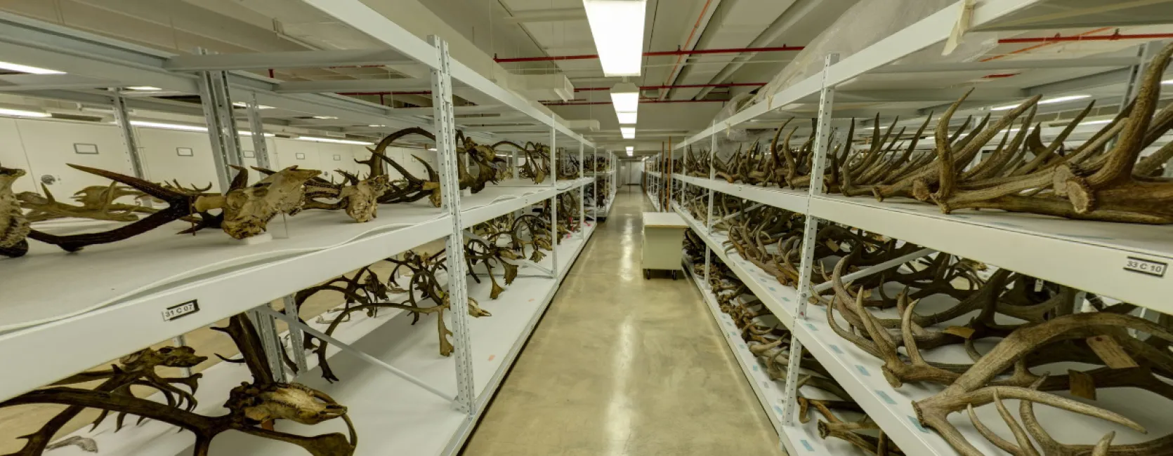 Antler collection stored at the Museum Support Center