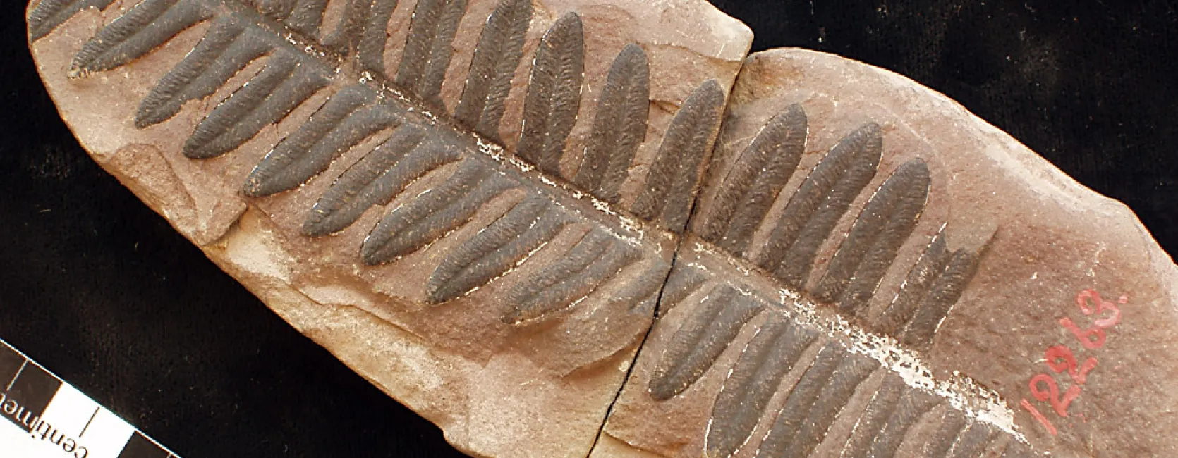 fossil fern