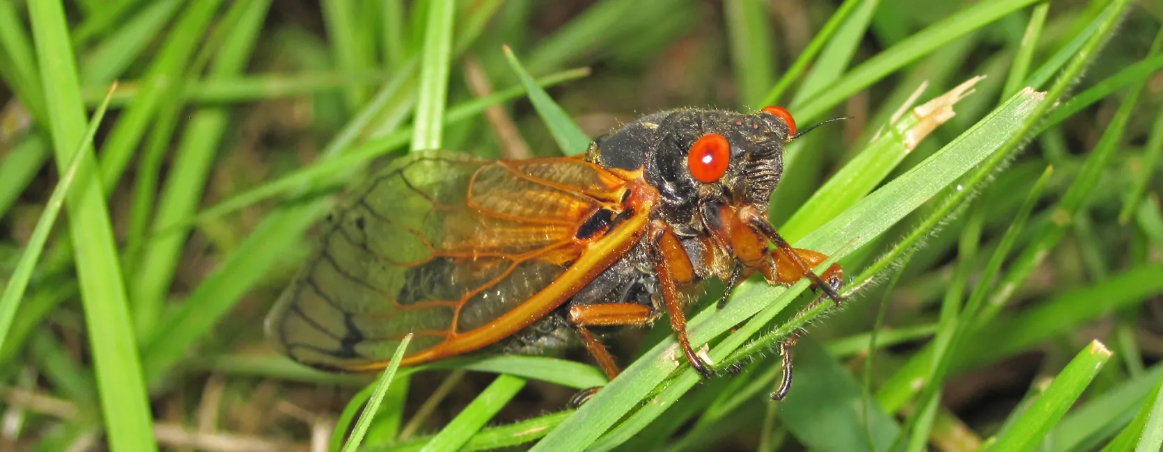 A cicada with orange wings, black body, and red eyes. It is sitting on a blade of grass.