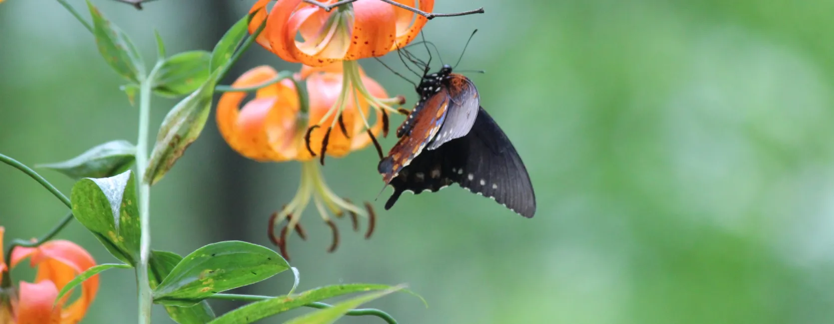 Build a Butterfly Bouquet for National Pollinator Week