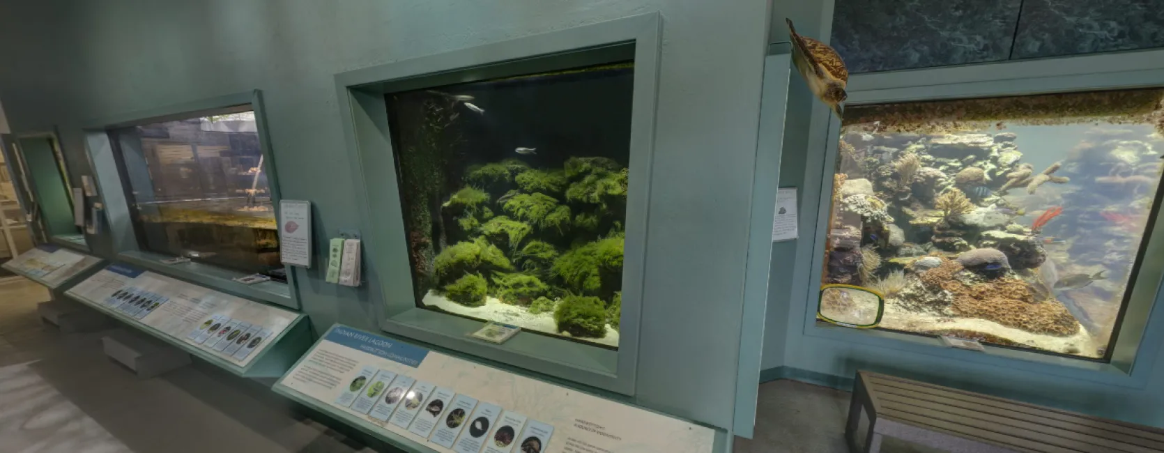 Smithsonian Marine Ecosystems Exhibit, Indian River Lagoon Gallery