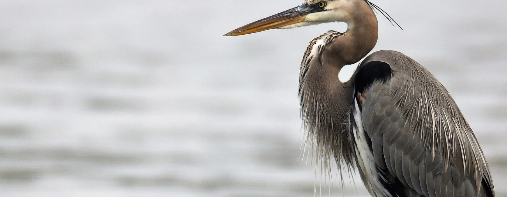 Blue Heron