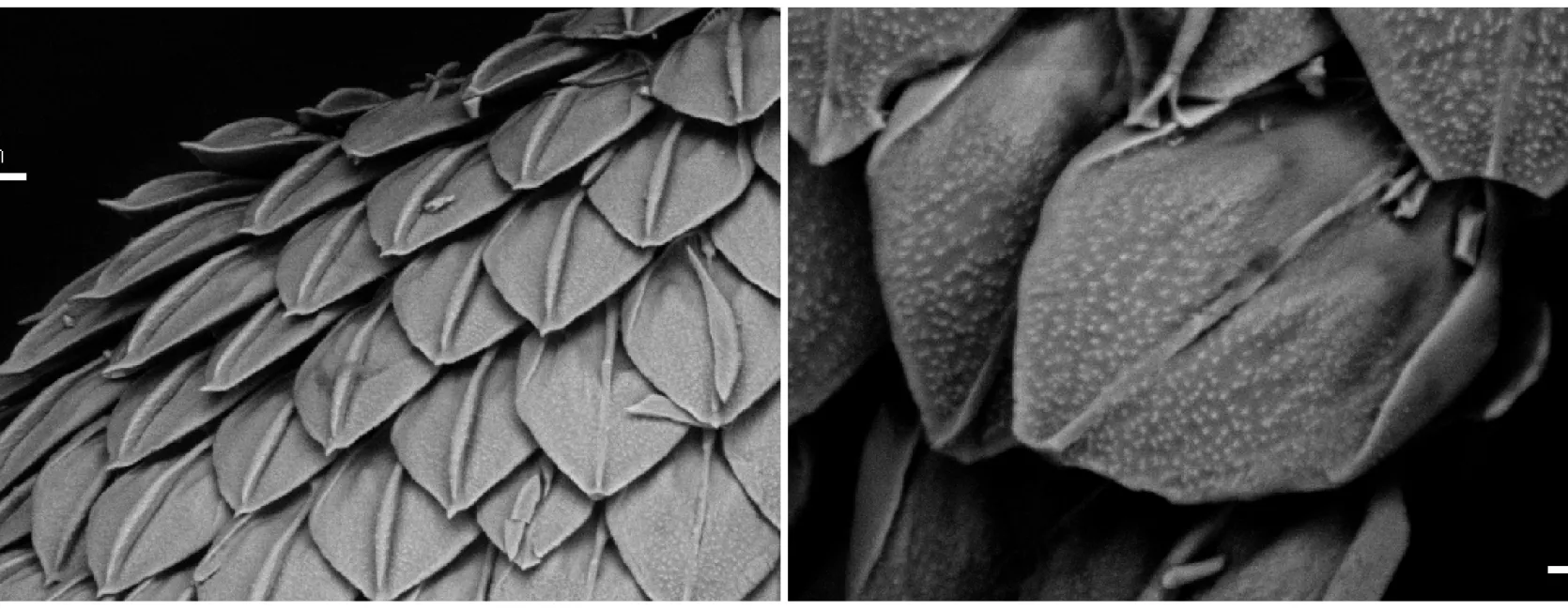 The image on the left shows the arrangement of scales in a new species of solenogasters. The scales have a leaflike shape and overlap one another while the image on the right highlights the detailed ornamentation of the scales which have small, raised bumps near the tip and a raised ridge down the midline of each scale.