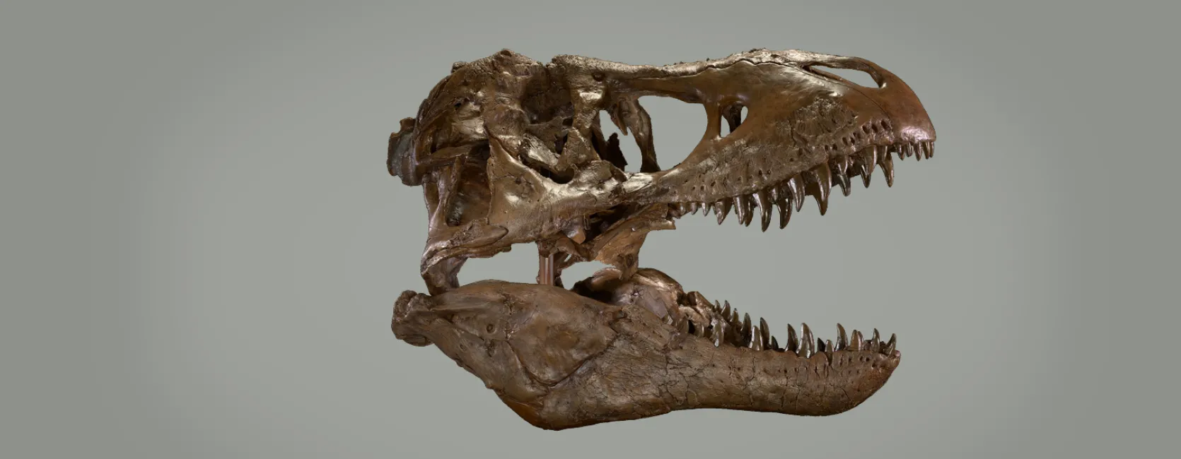 T. rex skull on a grey background 
