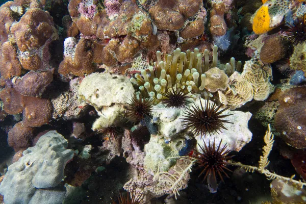 Close up view, colorful reef with many different shapes