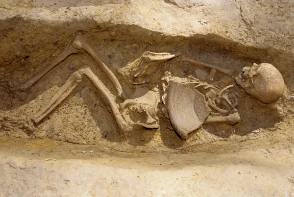 Looking down at a beige skeleton of a boy that is partially excavated in a pit in the ground.