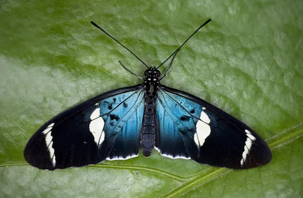 A blue, white, and black butterfly sitting on a green leaf.
