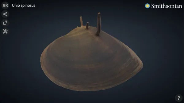 3D scan of a freshwater mollusk