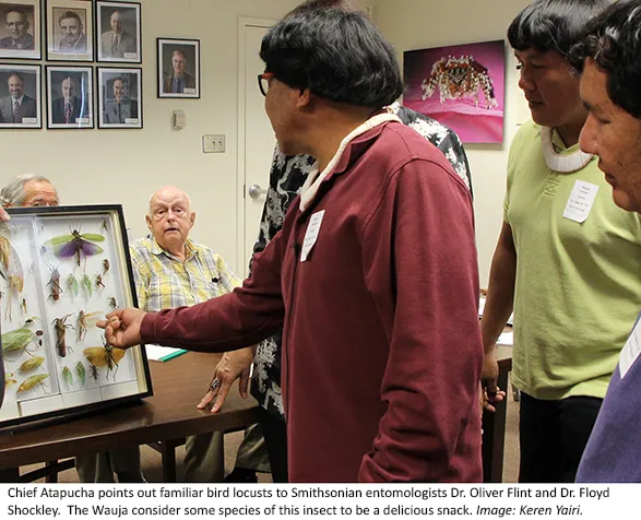 Man pointing at locusts entomology collections.