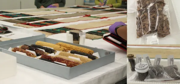 Corn and other Zuni heirloom plant varieties and seeds.