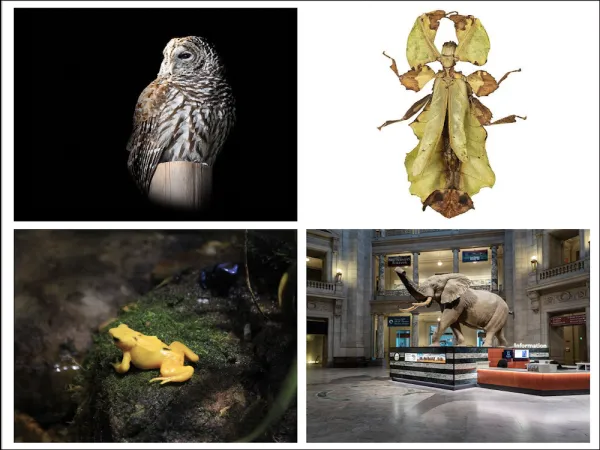 Montage of four images: An owl, walking leaf, African elephant, and a yellow frog