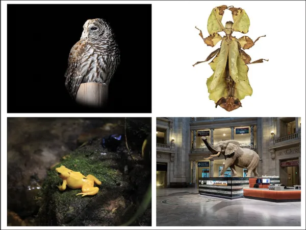 Bio-inspired Design: Discover the Animal Adaptations That Can Change the World | Smithsonian National Museum of Natural History Bio-inspired Design: Discover the Animal Adaptations That Can Change the World | Smithsonian National Museum of Natural History