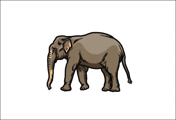 Asian elephant illustration