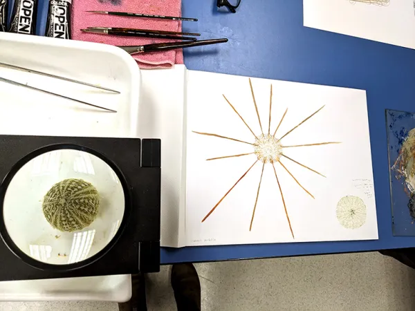 a sea urchin under a magnifying glass and a painting of that specimen