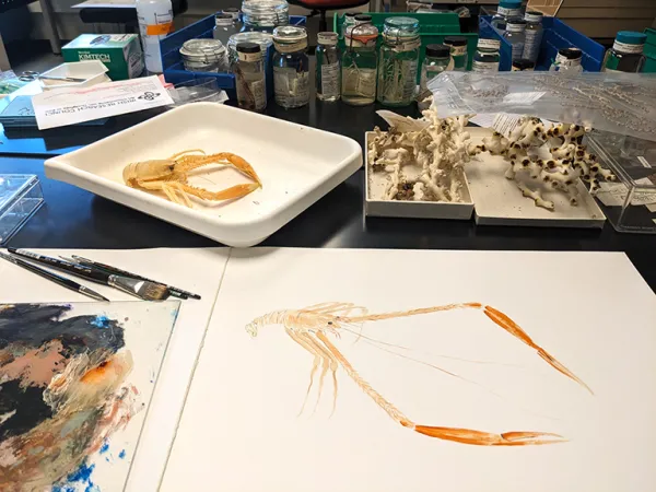 A crustacean specimen in an examining tray, a box of dried coral, and a large watercolor painting of the crustacean