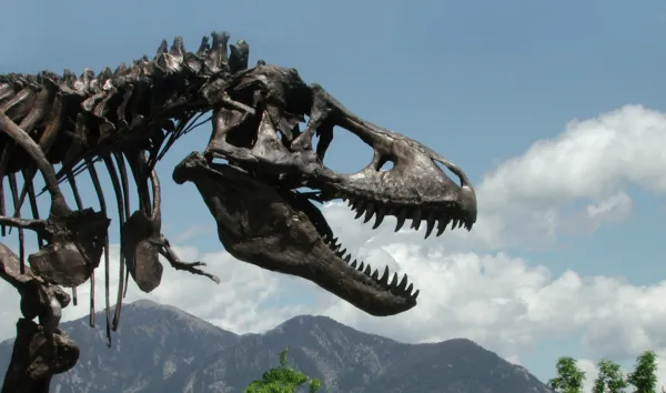 Head shot of T. rex skeleton with Rocky Mountains in the background.