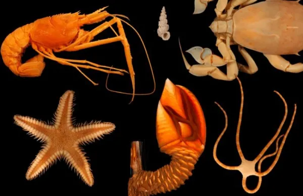 a starfish, crab, lobster, brittle star and sea shell on a black background