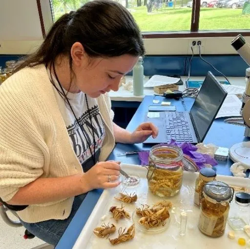 A woman examining crayfish research specimens with forceps
