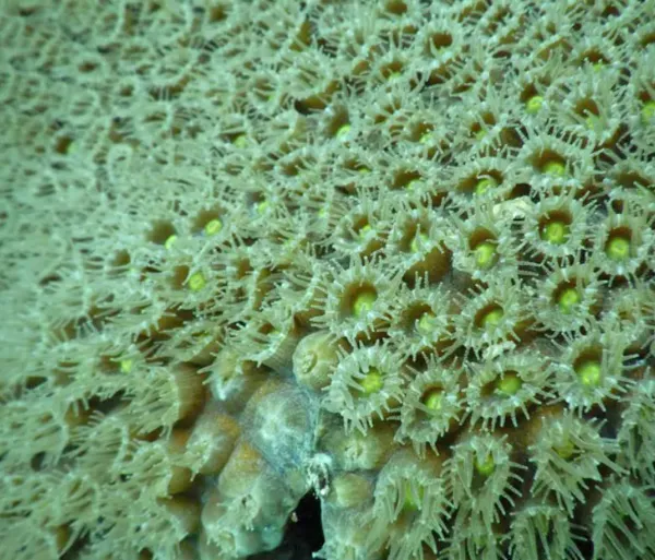 coral