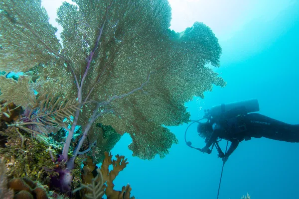 Diver in scuba gear near a sea fan, seen from below