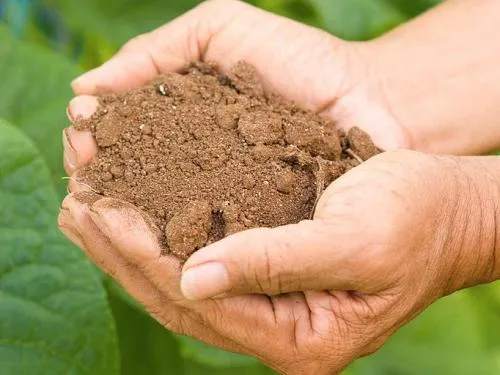 Two hands cupped to hold soil