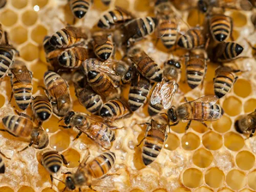 Bees busy at work on a honeycomb