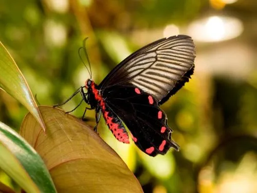 Large butterfly with black wings and pink body