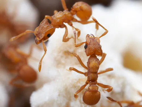 Closeup of  two orange Leaf-cutter Ants on white fungi.